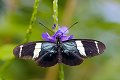 Heliconius Sara Sara Longwing vlinder vlinders butterfly butterflies papillon papillons